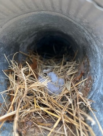 Dryer Vent & Bird Nest Removal Services in the DFW Area