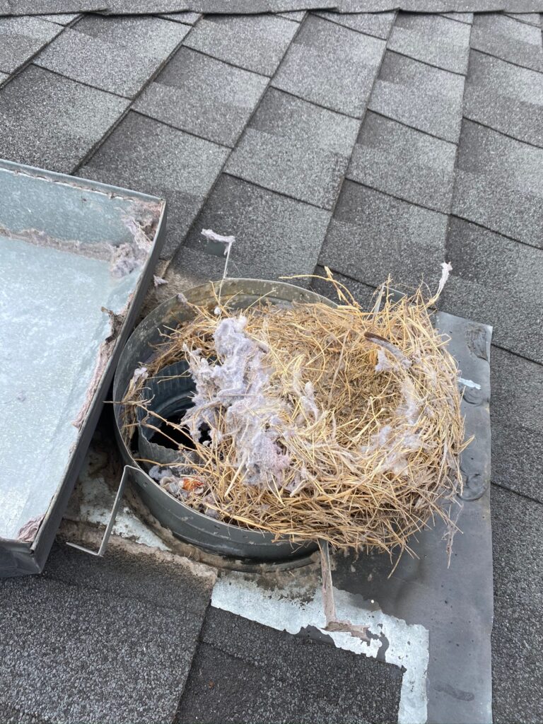 Dryer Vent Bird Nest Removal